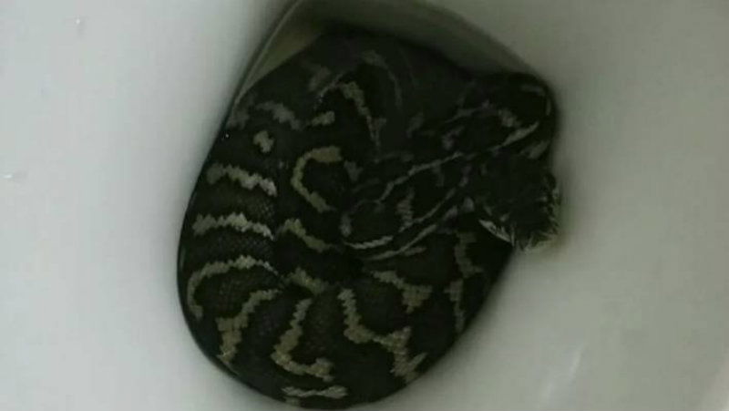 toilet snake 2