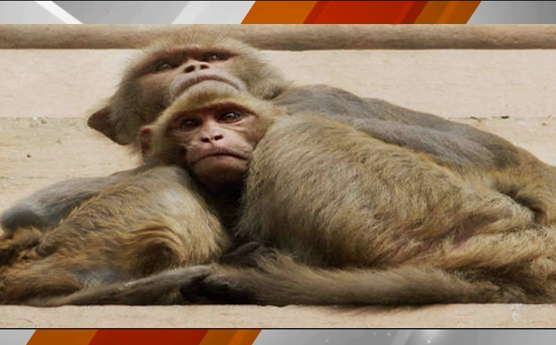 udp monkey fever 3
