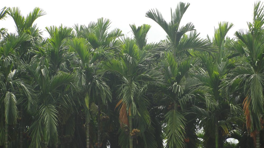 Areca nut plants