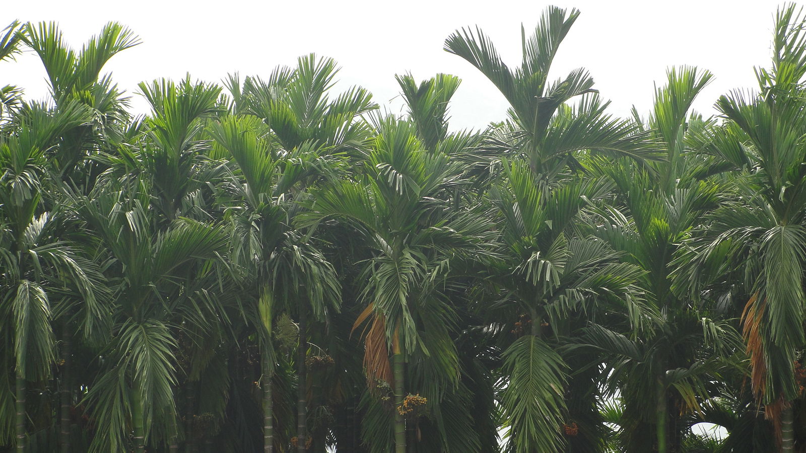 Areca nut plants