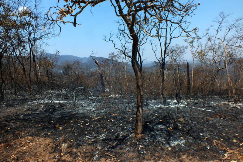 Bandipur 4