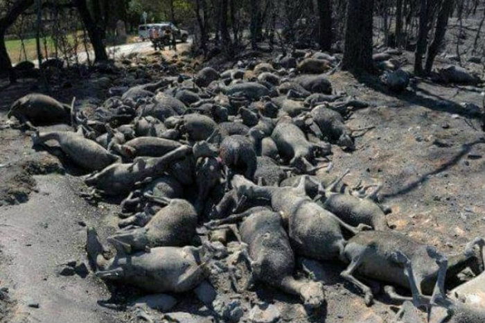 Forest fire