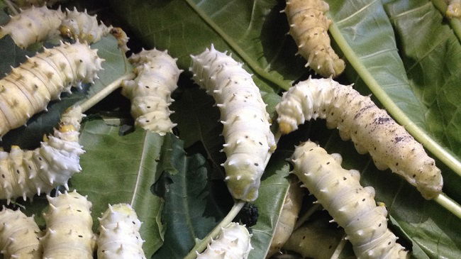 Silkworm farming in Kenya Tosheka silk worms