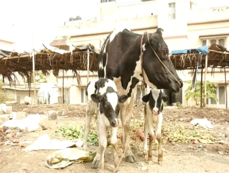 cow 2