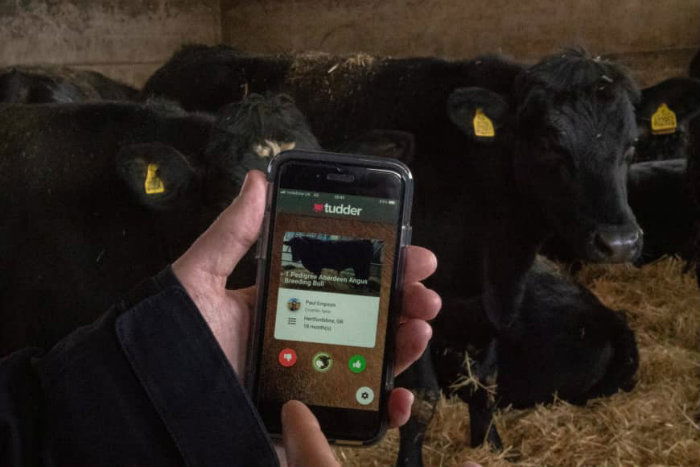 cow app 1