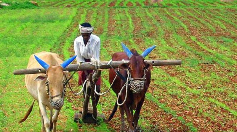kisan