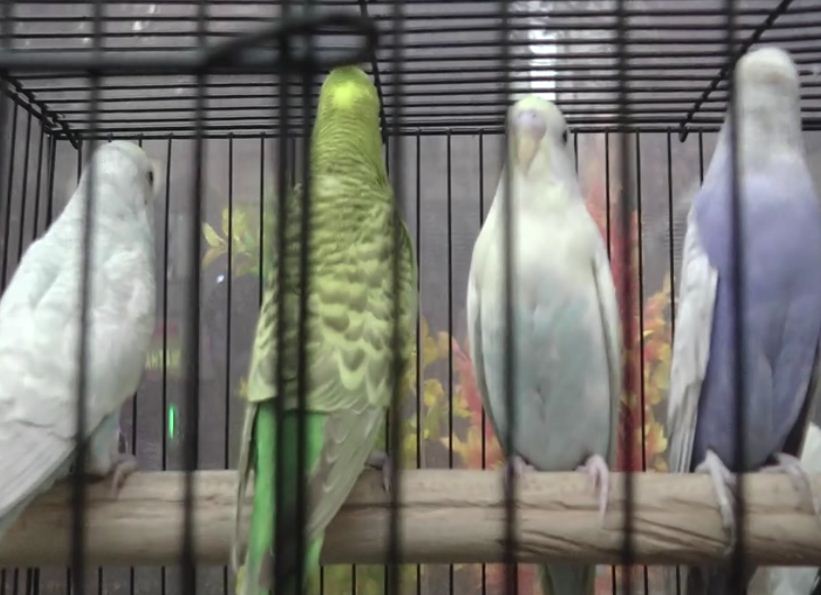 love birds 2