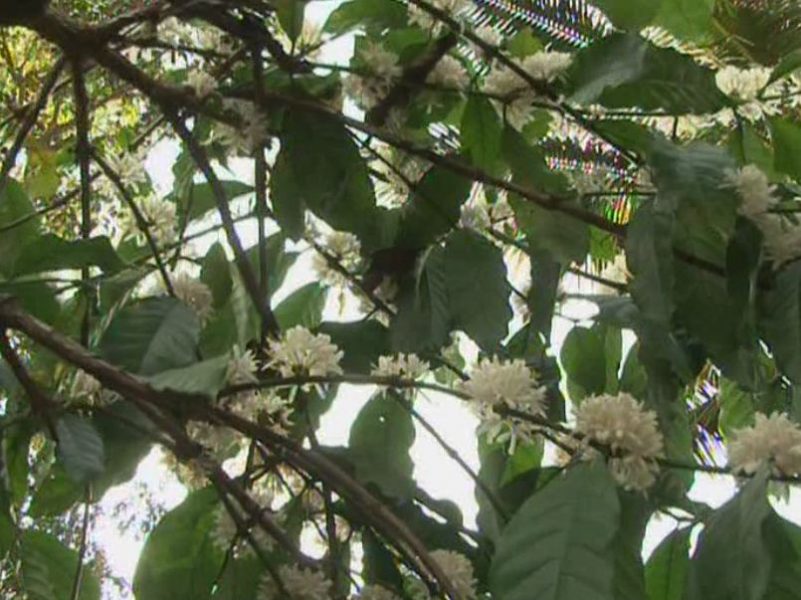 mdk coffee flower 2