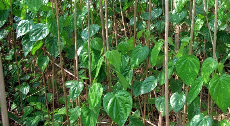 paan traders 1