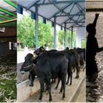 silk animal fishery