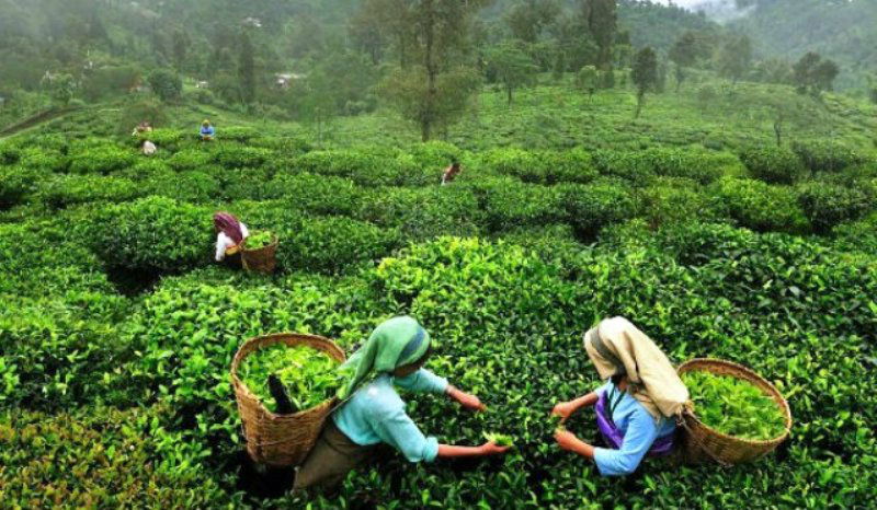 tea export 1