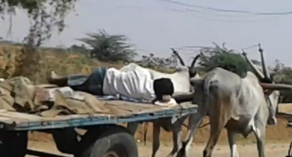tmk bullock cart 2