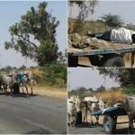 tmk bullock cart collage