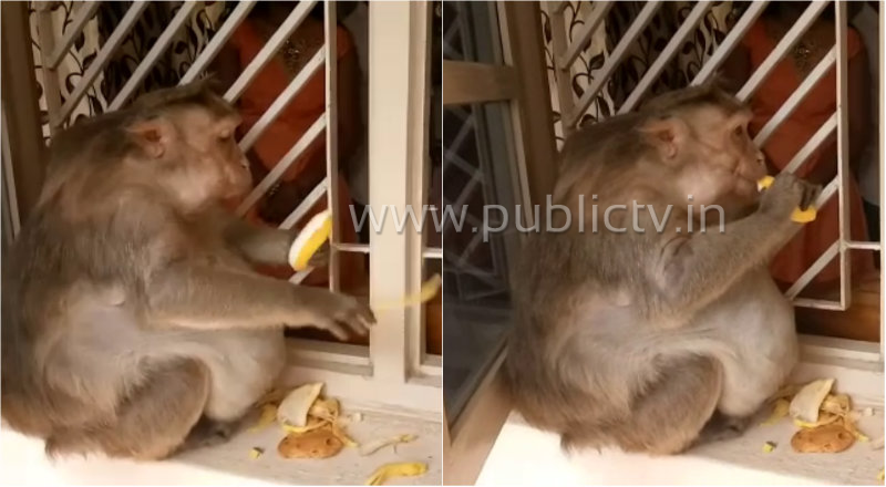 tmk monkey 2