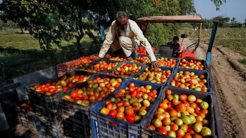 tomato
