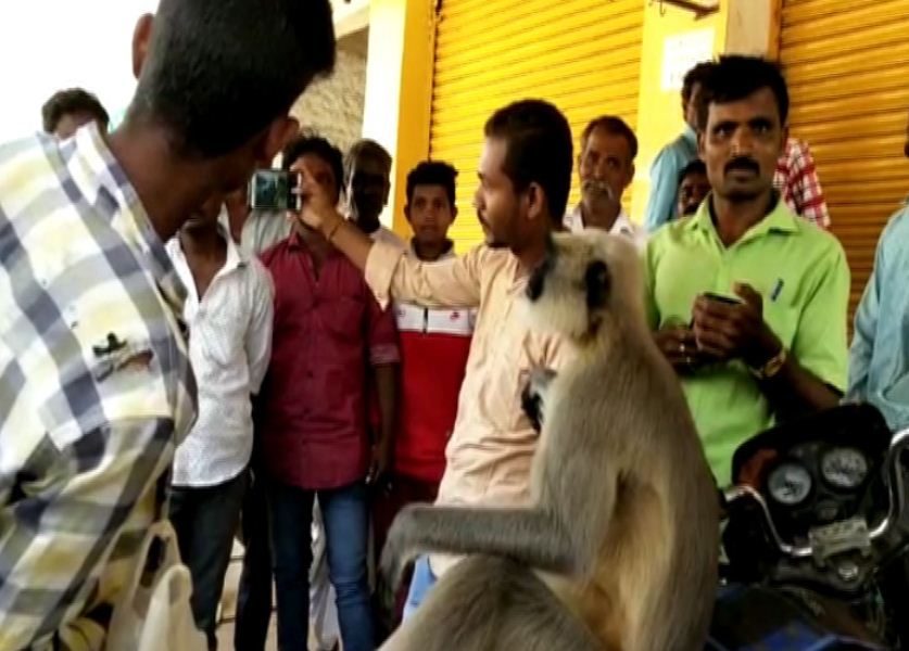 ygr monkey