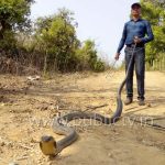 CKM KING COBRA copy