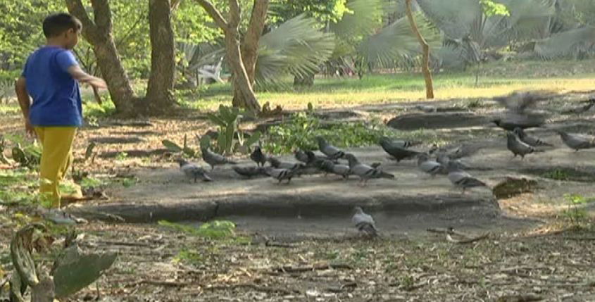 birds water 3