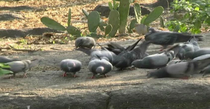 birds water 4