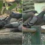 birds water collage 1