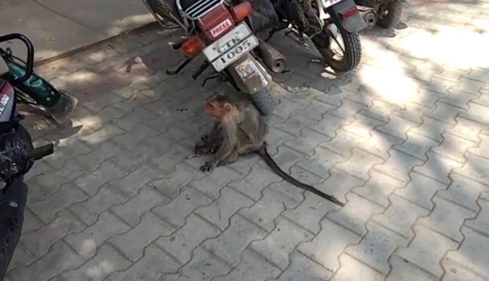 ckb monkey love