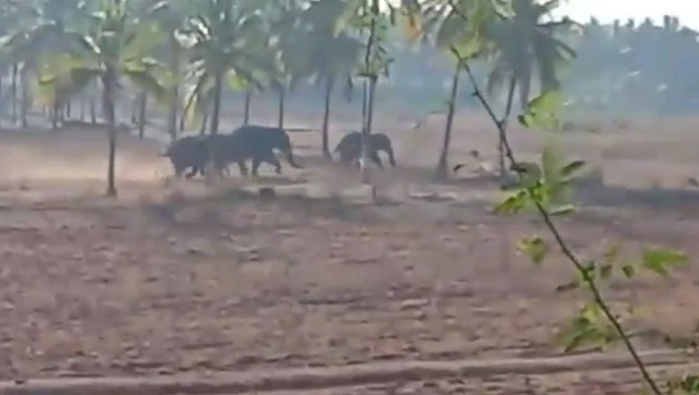 cng elephant 2