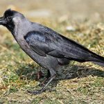 crow