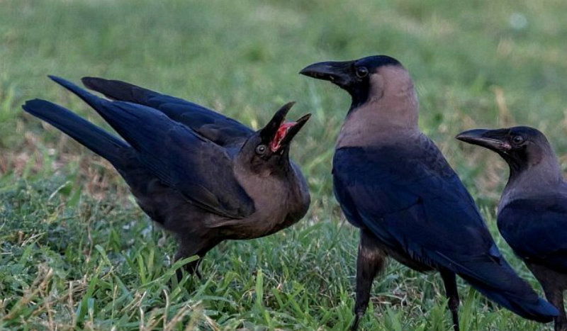 crows