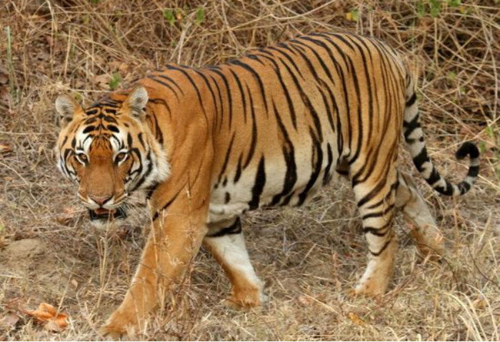 kanha tiger