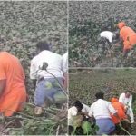 kpl swamiji cleaning collage