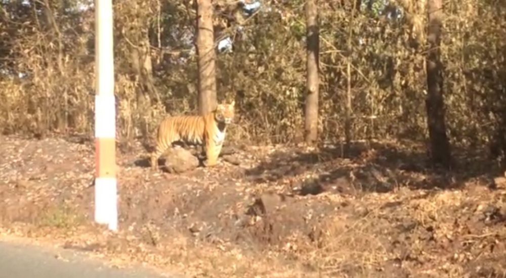 kwr tiger