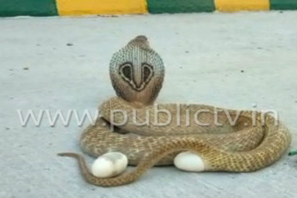mnd snake 1