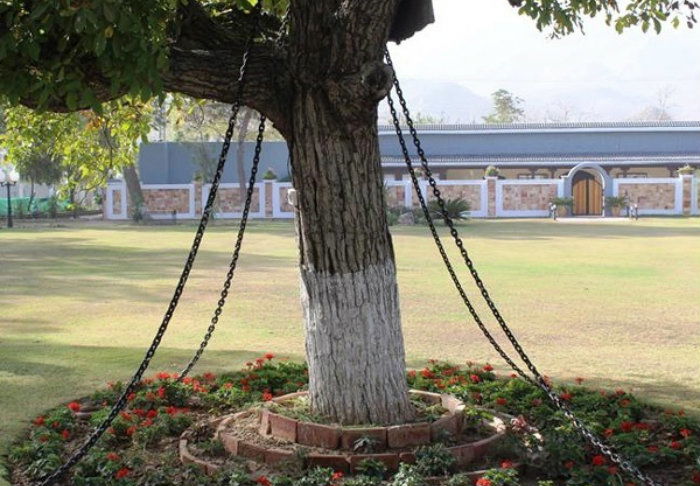 tree arrest 1