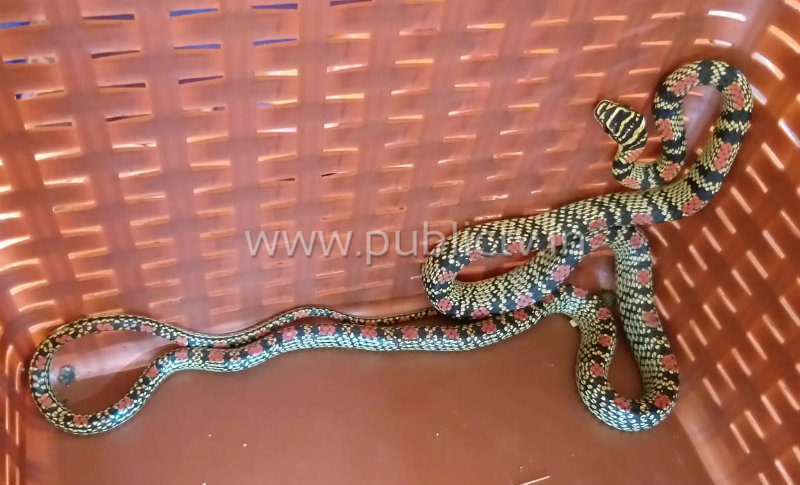 udp snake 2 copy
