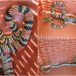udp snake copy