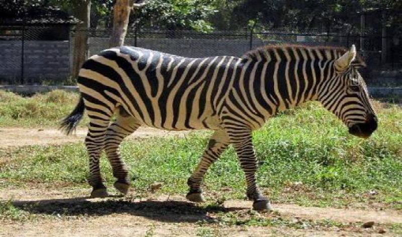 ANE ANIMAL DEATH AV 5