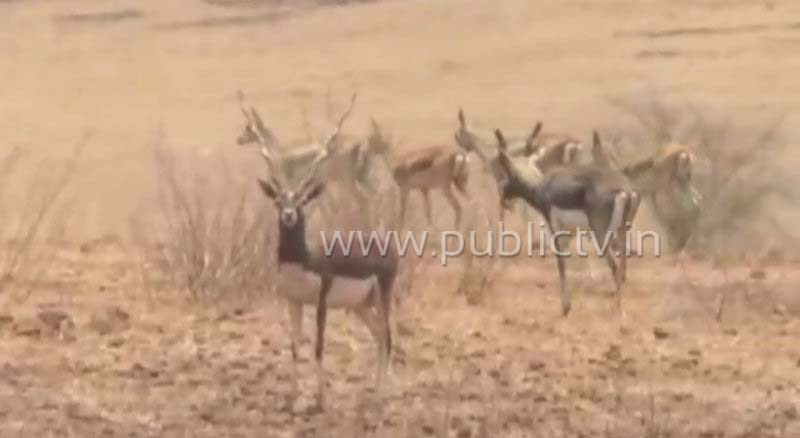 BDR Deer A