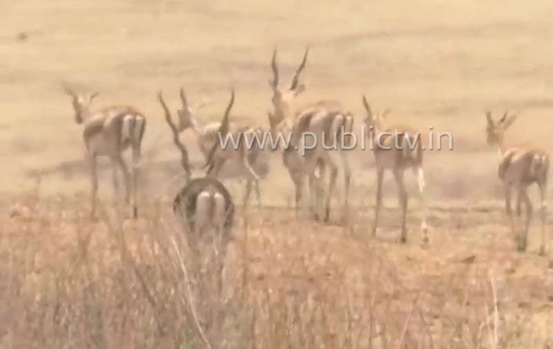 BDR Deer B