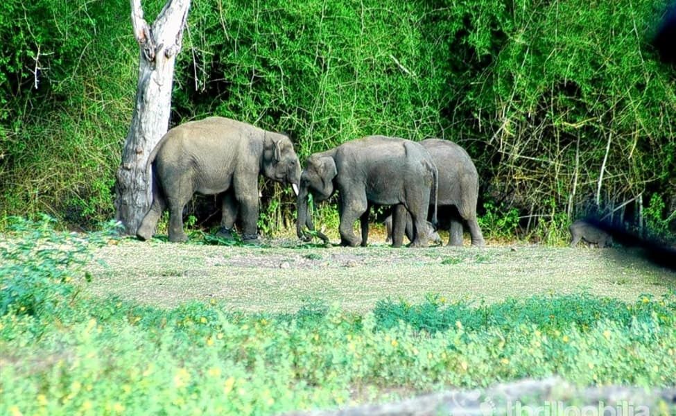 Bandipur Wildlife Safari 1.jpg