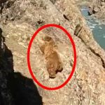 Brown bear3