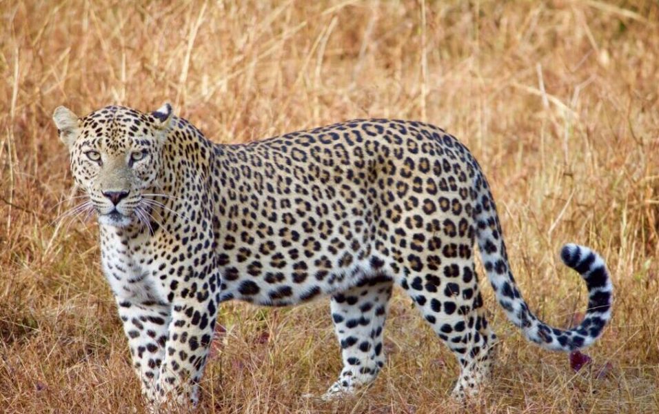 CNG ANIMALS AV 8