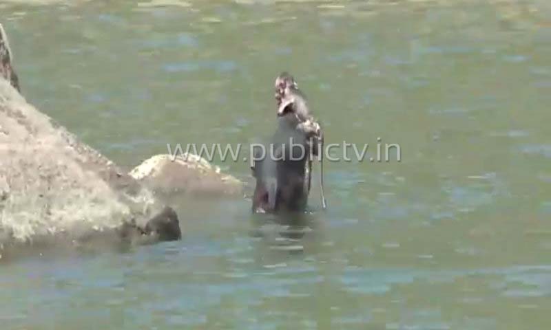 CTD Monkey A
