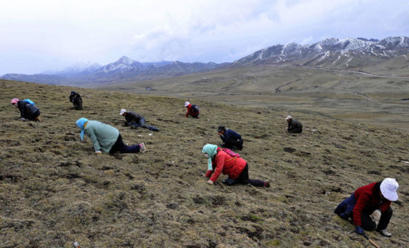 Himalayan viagra A