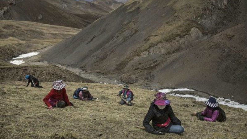 Himalayan viagra B