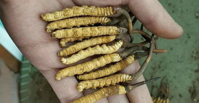 Himalayan viagra
