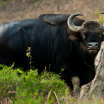 Indian Bison