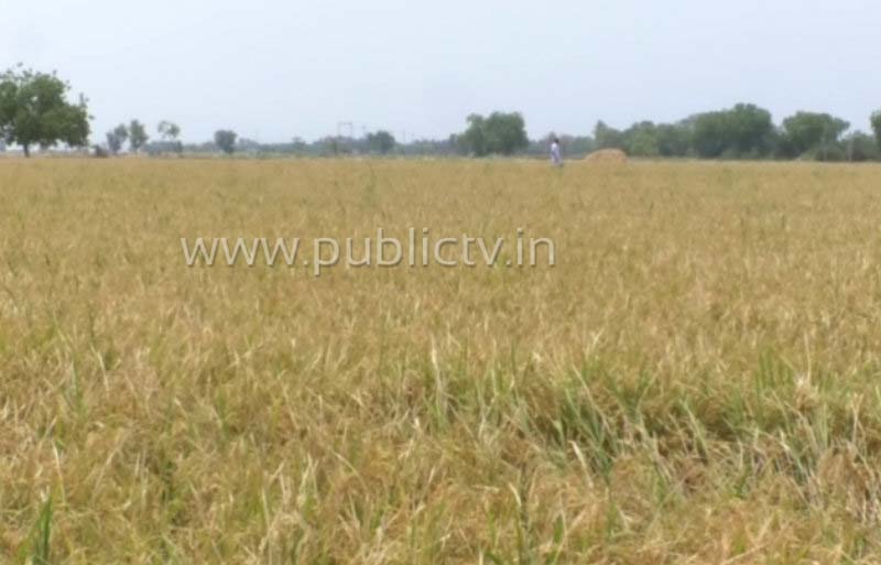 KPL Organic Rice A