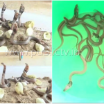 NML SNAKE copy