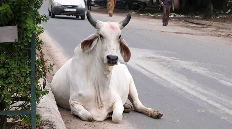 UP COW Redium 2