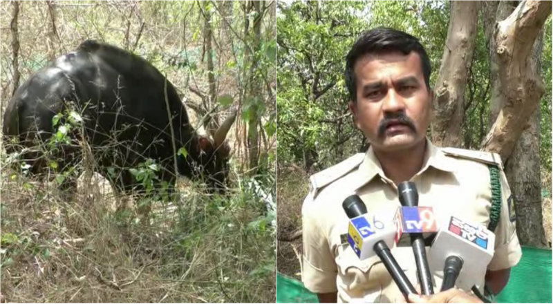 blg indian gaur 1